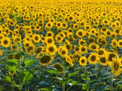 IMG-girassol
