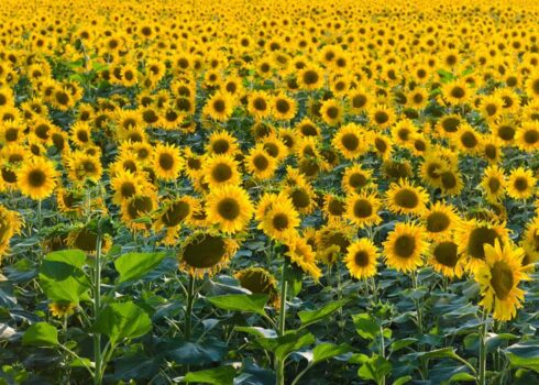 IMG-girassol