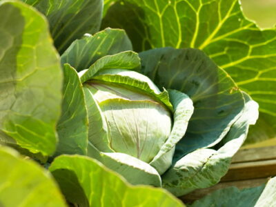 IMG-plantacao-de-COUVE