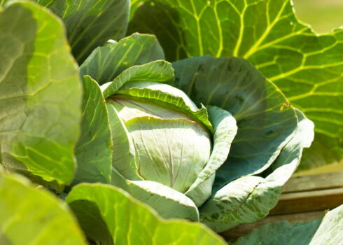 IMG-plantacao-de-COUVE