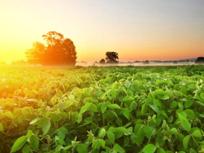 IMG-plantacao-de-soja