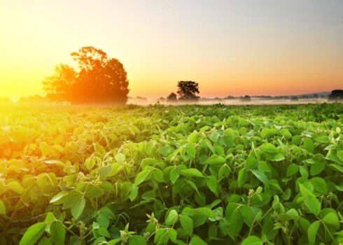 IMG-plantacao-de-soja