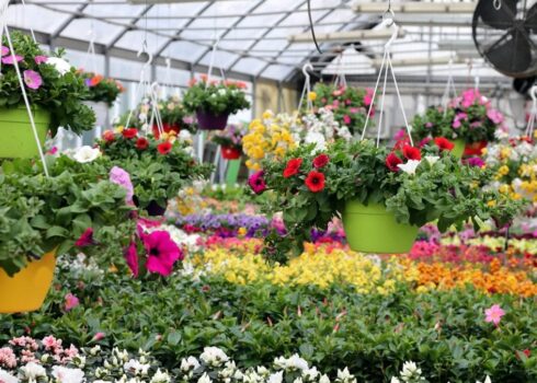 floriculture_new-1080x675